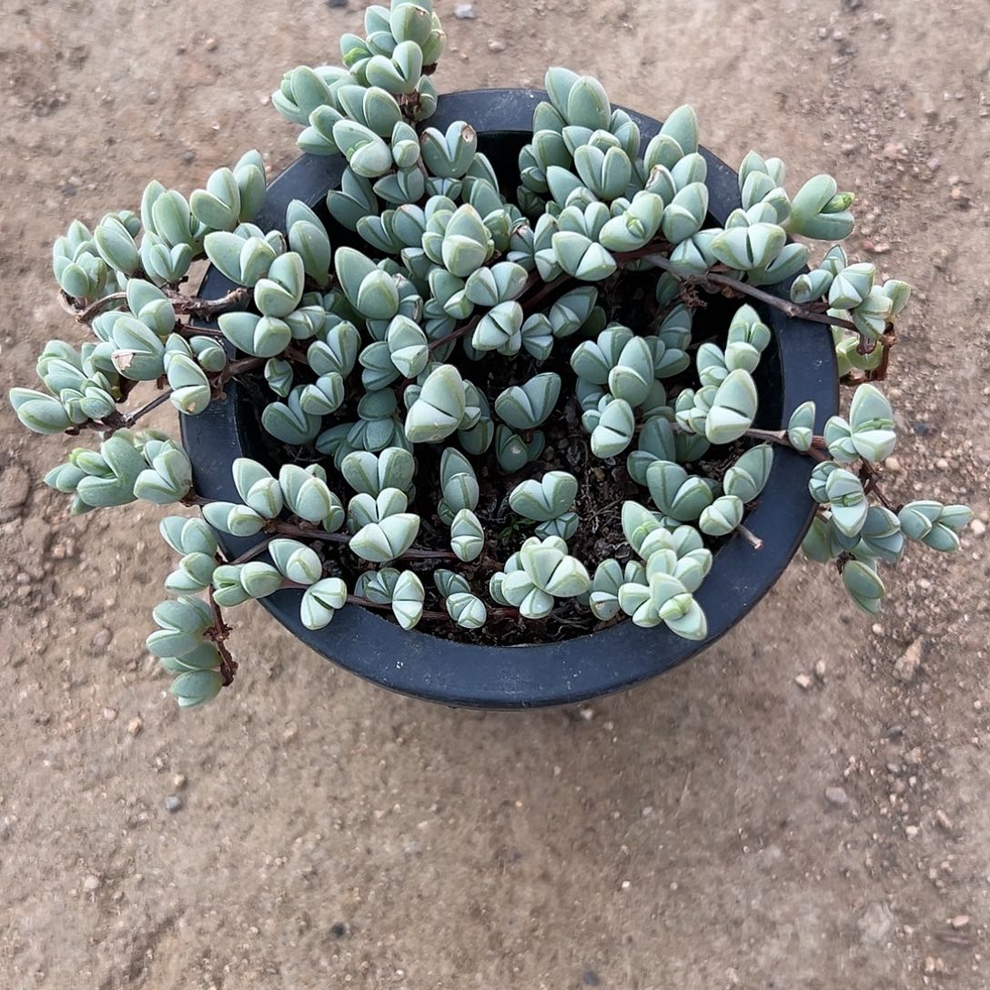 多肉植物碧玉莲带盆