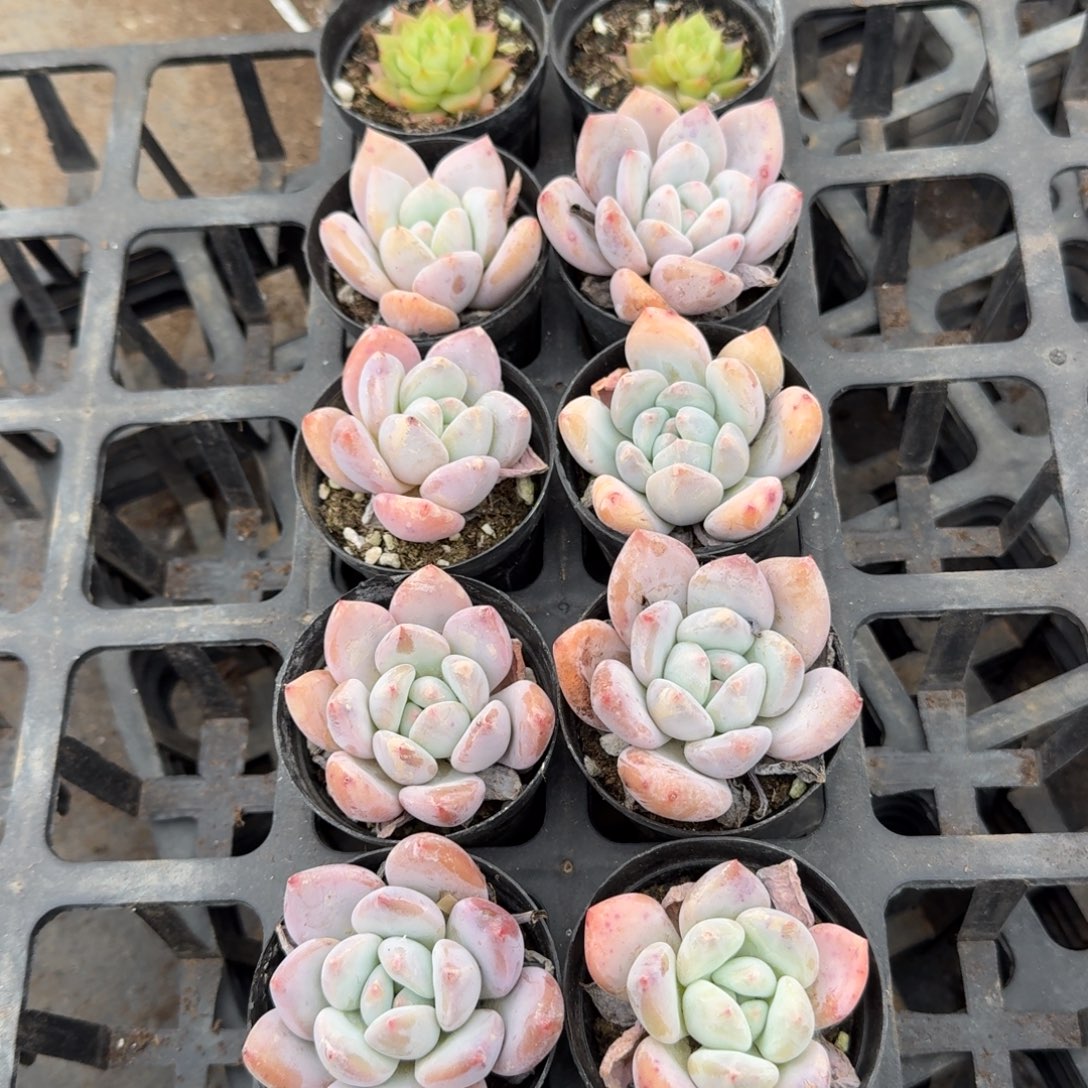 23-34左九红尖美人十棵绿珍妮两颗量拍