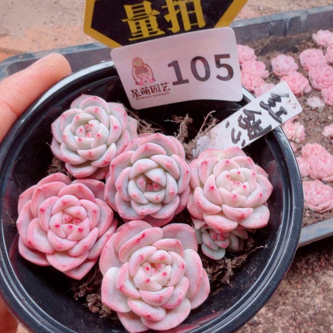 多肉植物多肉植物