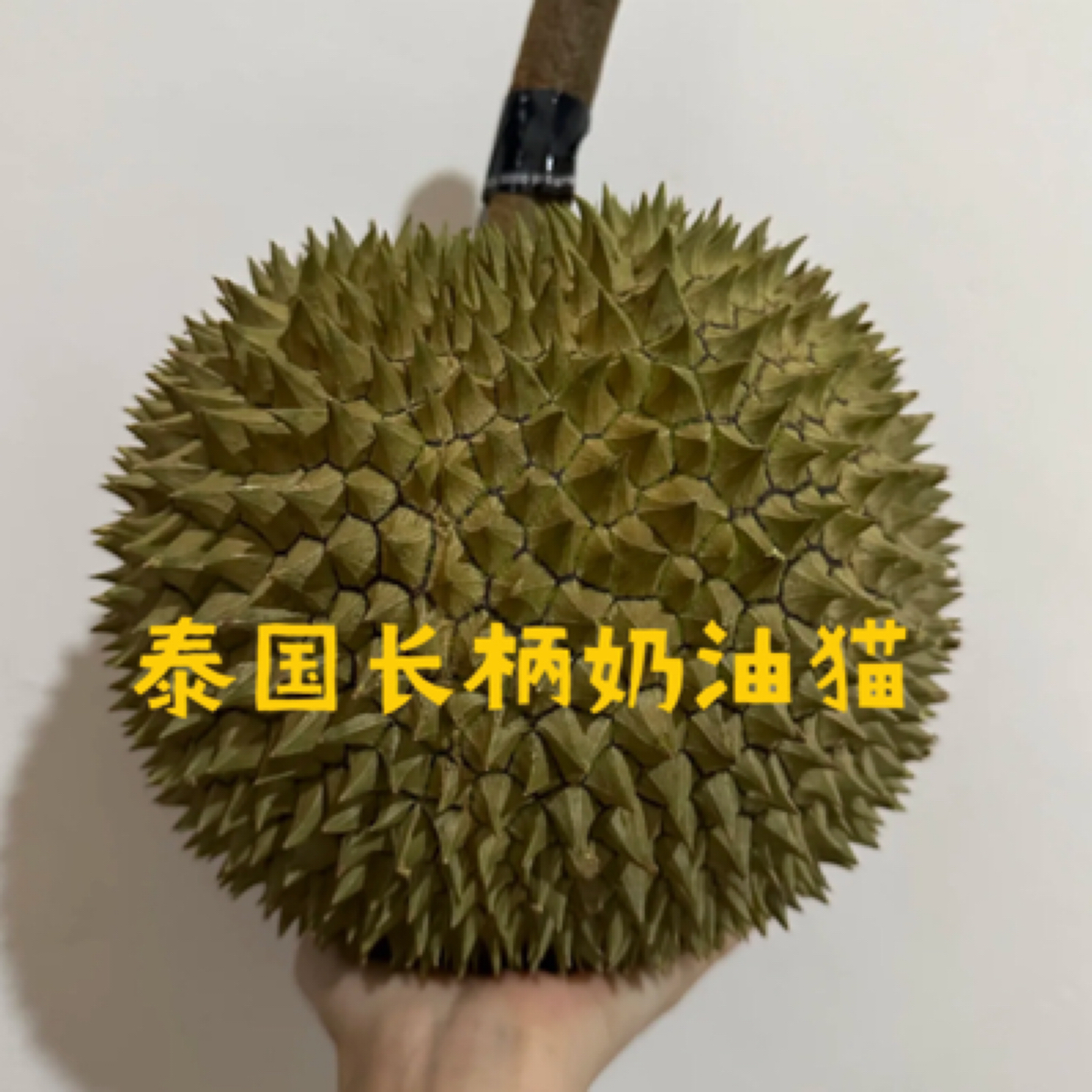 【一物一拍】泰国空运A级长柄鲜榴莲核大肉香软糯香甜2斤起长柄榴莲榴莲同城送长柄泰国东部