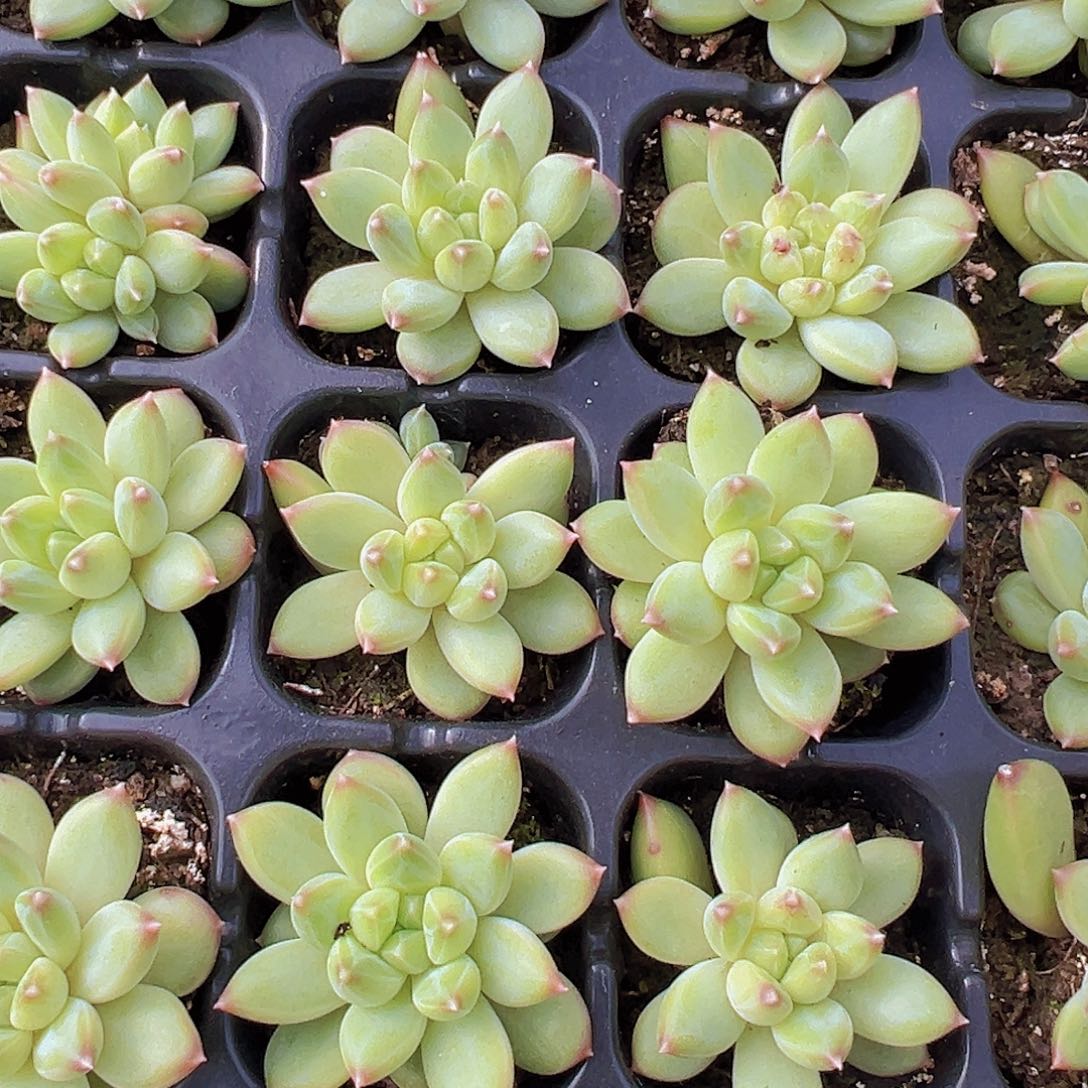 甲骨文苗5颗多肉植物