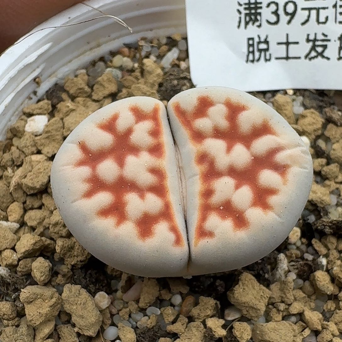 428多肉哈哈哈哈哈哈哈