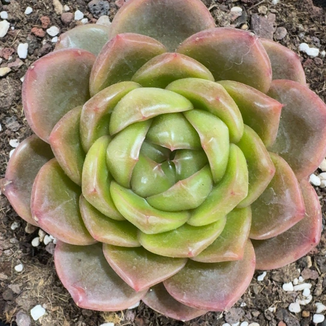 2671钻石珍妮多肉植物