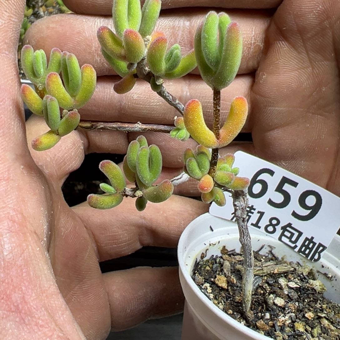 【闪购商品】 659.   