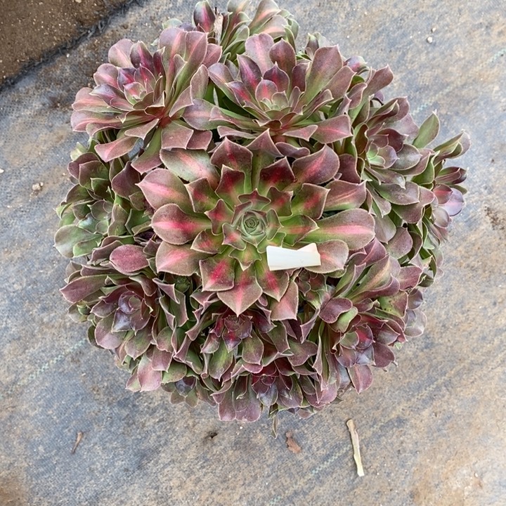 中班锦多肉断头不包2961