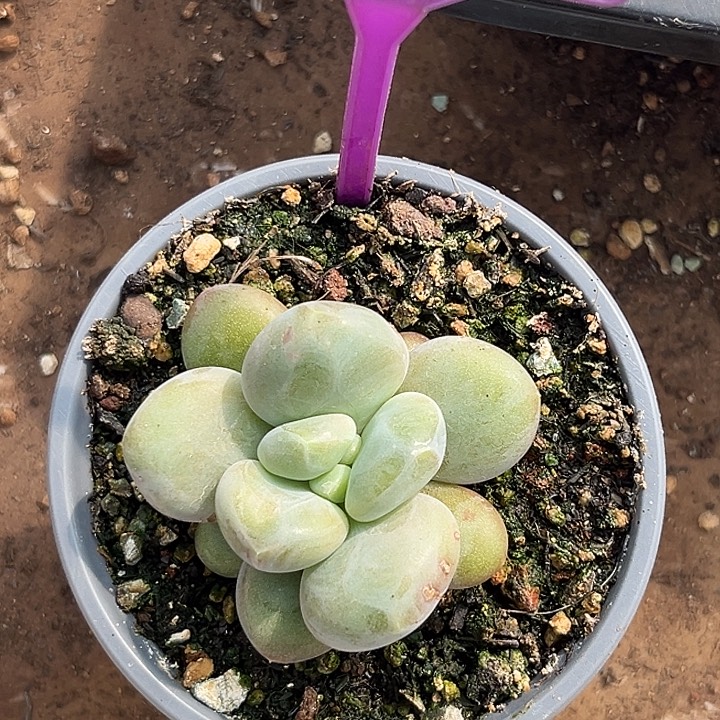 奶龙一物一拍798.