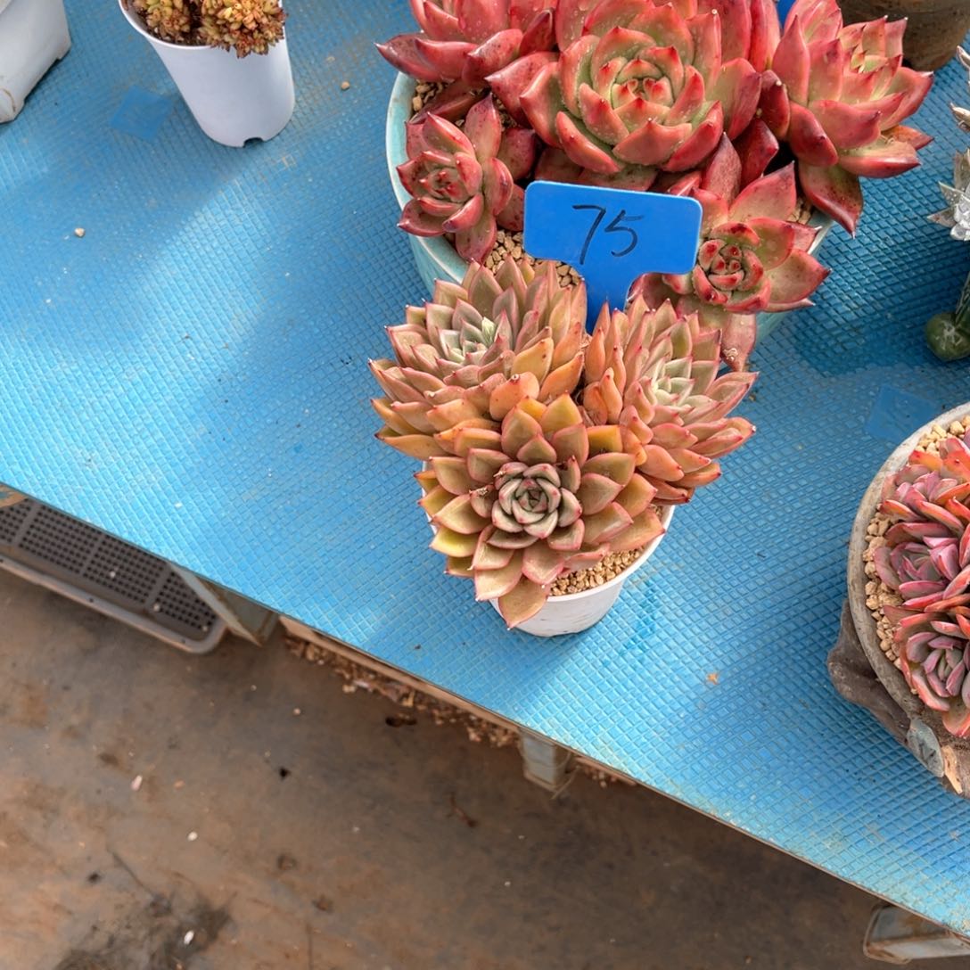 我**鱼0075东云多肉植物