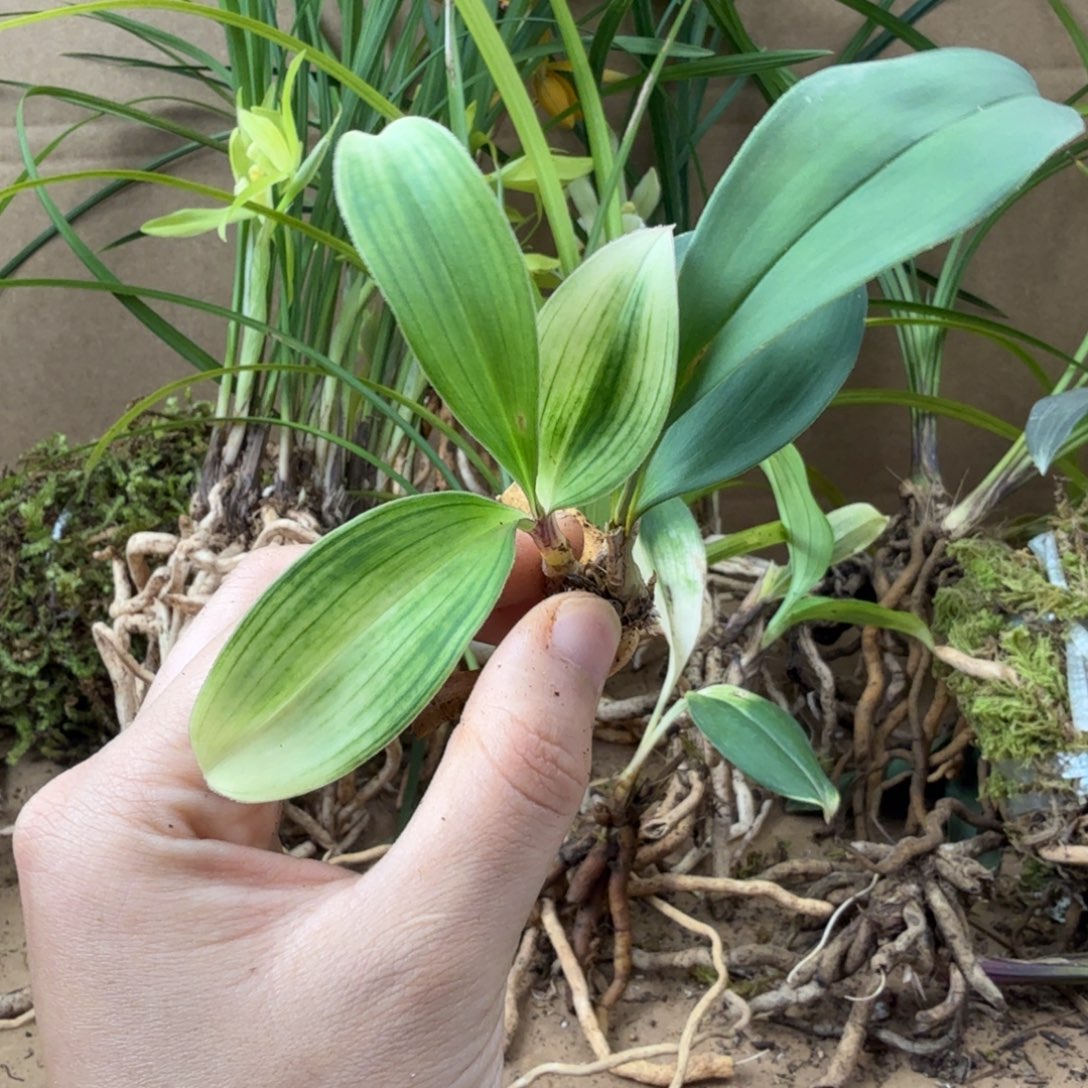 完全开放云上花卉一物一拍