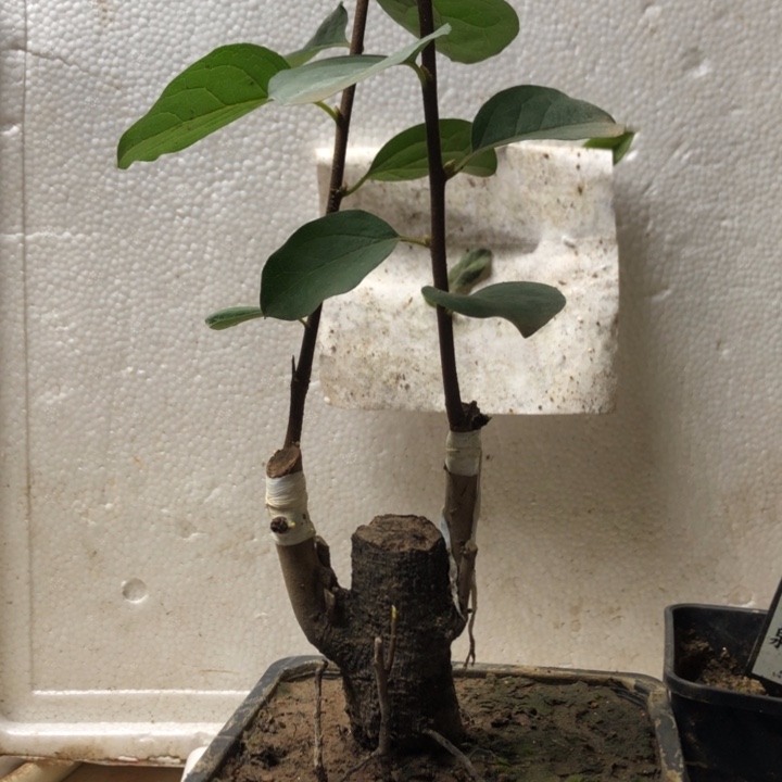 梁***园无花朵老鸭是老鸭