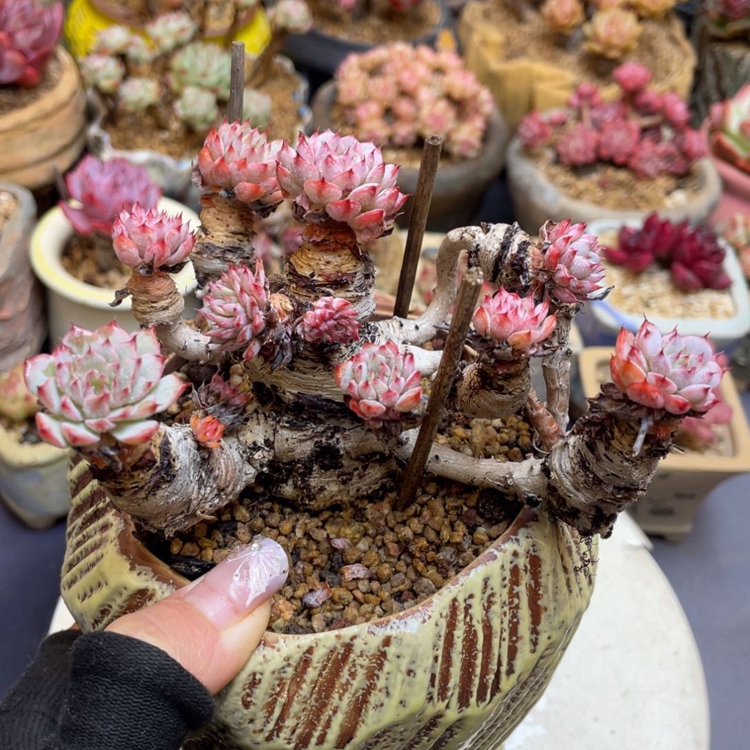 遇***猪粉姬莲整装大老桩