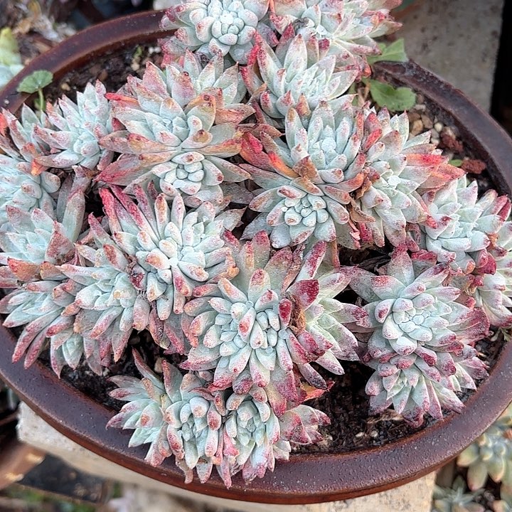 仙女杯多肉植物盆栽