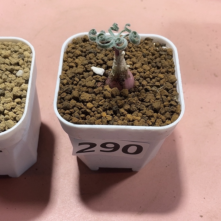290GL毛叶蚊香块根
