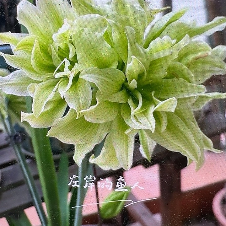 朱顶红-双绿3厘米