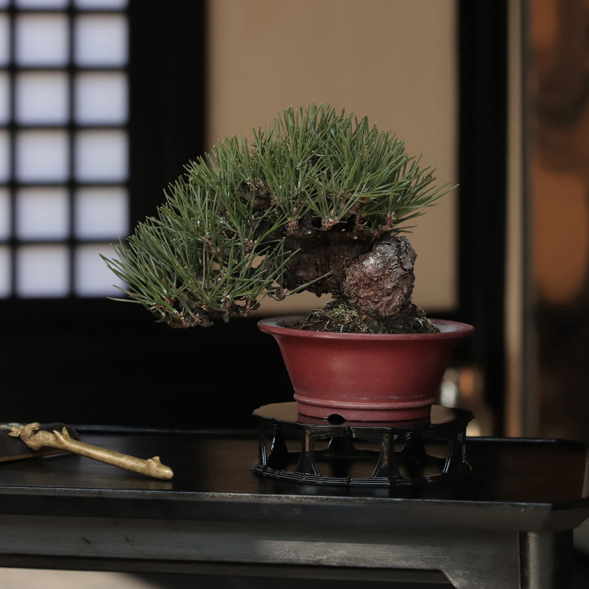 盆景几架 【坐尘】