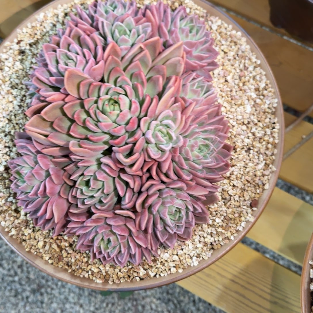 冰梦橙多肉植物链接