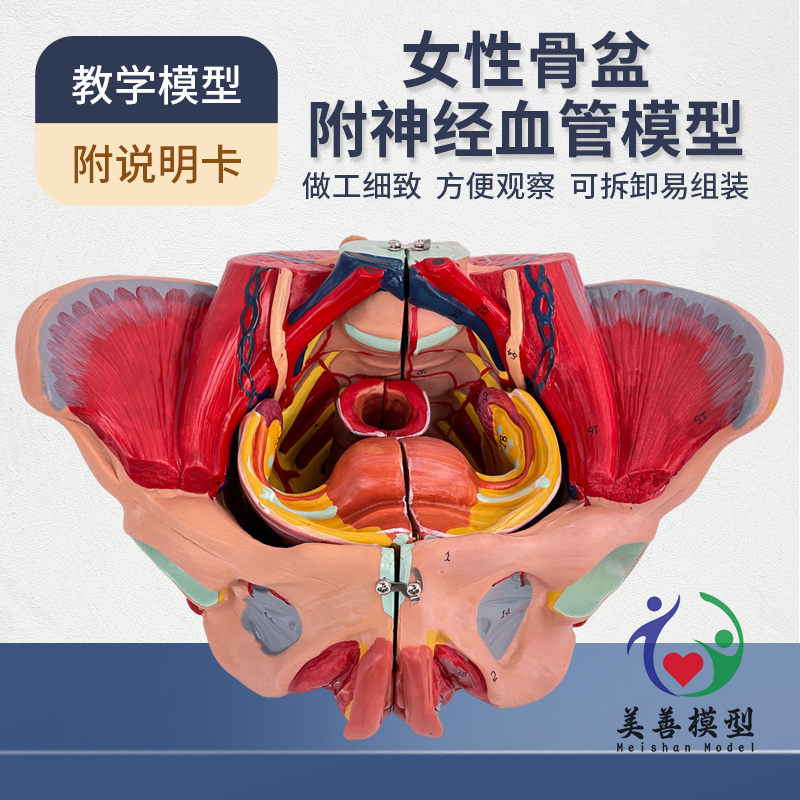 女性人体骨盆附生殖解剖血管神经肌肉解剖分娩演示教学盆底肌模型