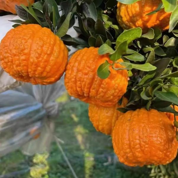 四川眉山正宗南瓜柑橘新鲜水果当季爆甜包邮狮子头发财柑灯笼柑