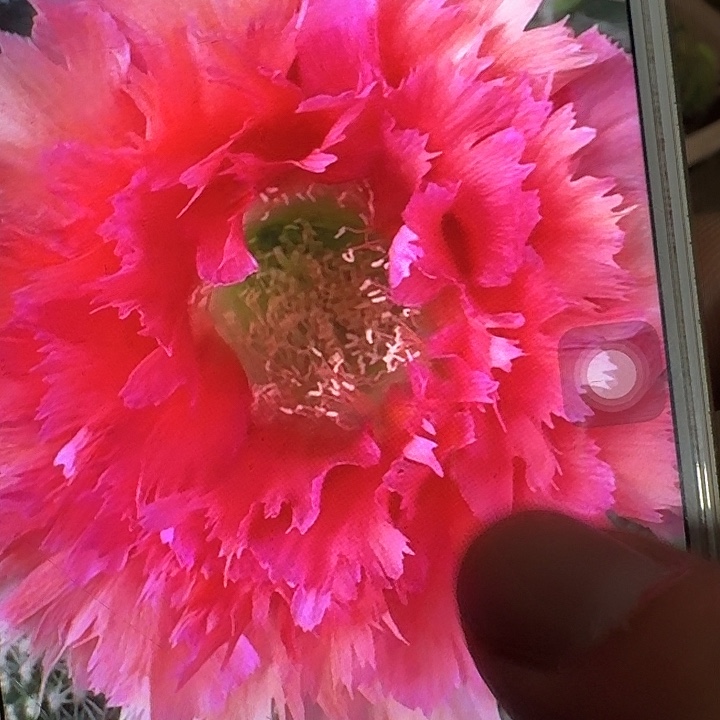 凤六侧芽4公分左右彩草