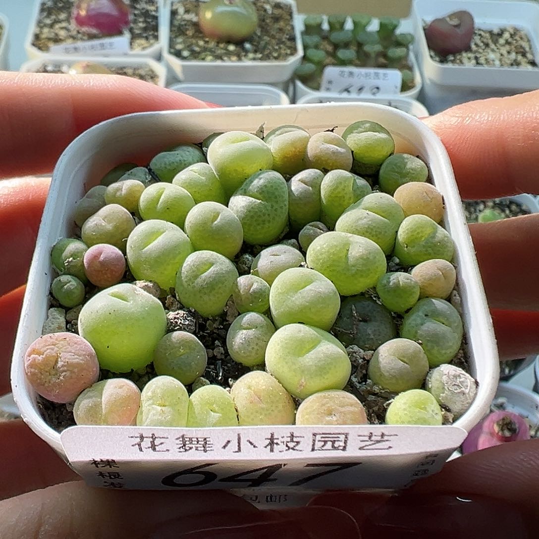 647翠光111111111111