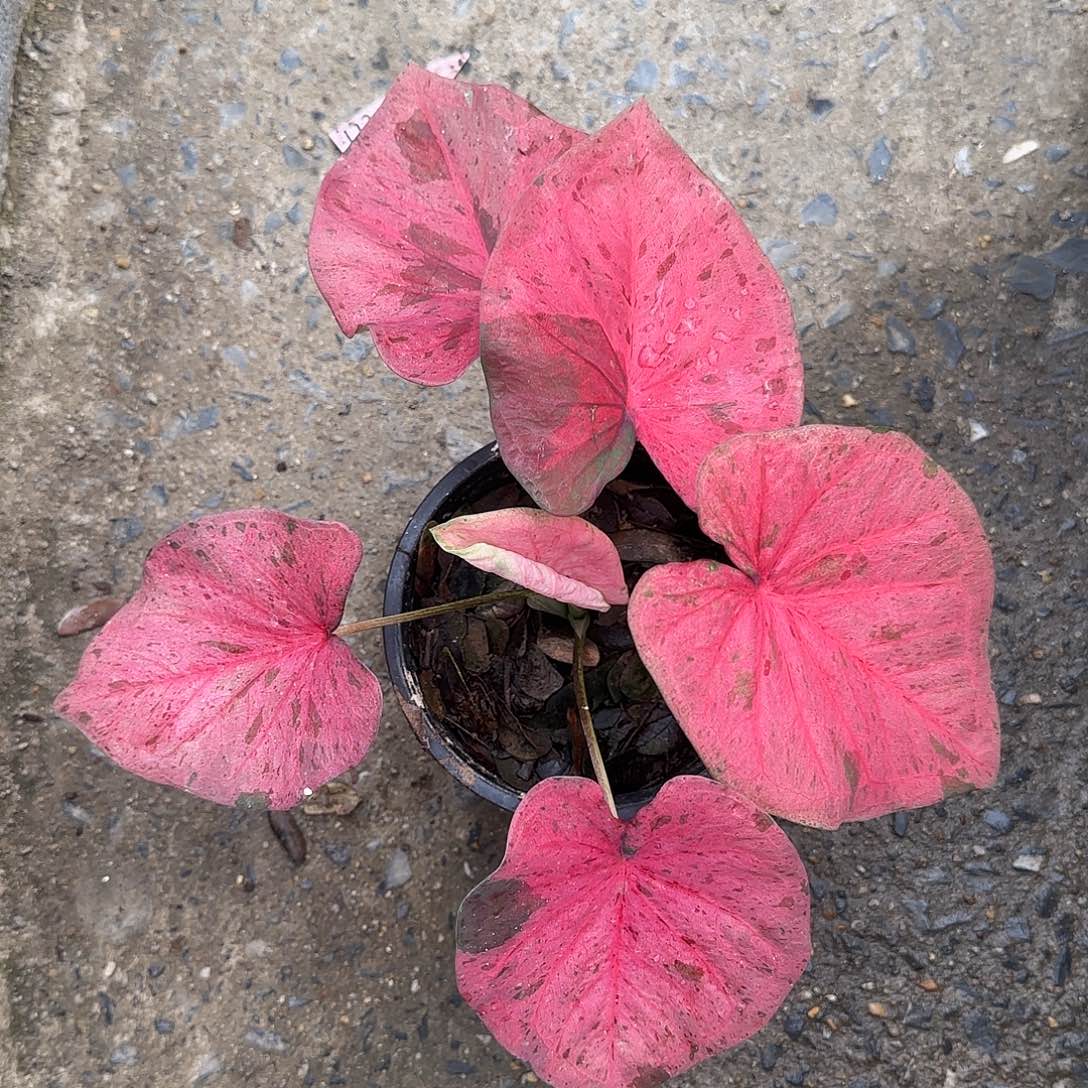 12-0525泰国发货粉色毒药