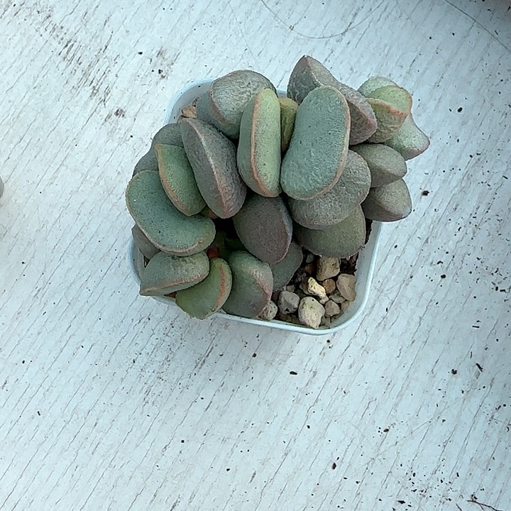 青蛙王子儿童牙膏111