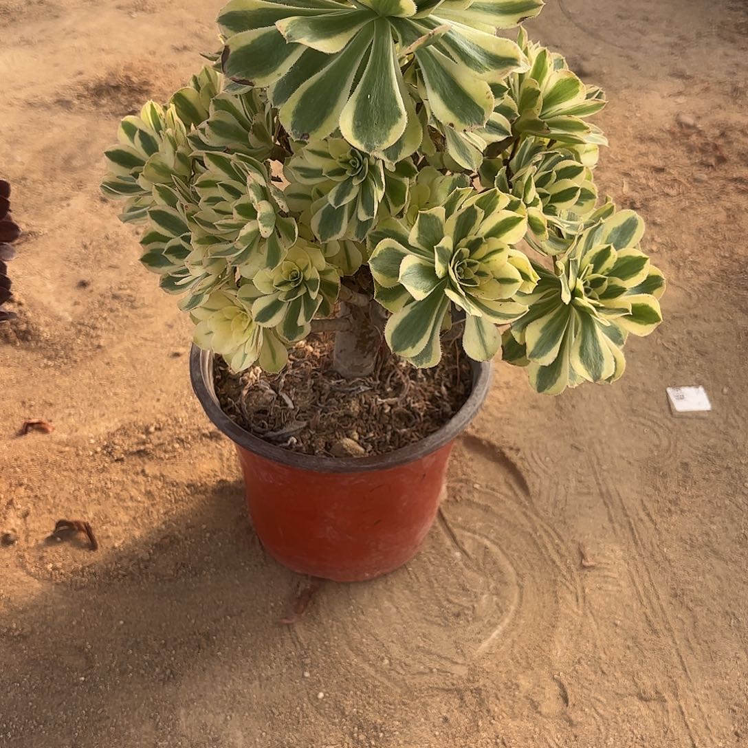 白兰地多肉植物149