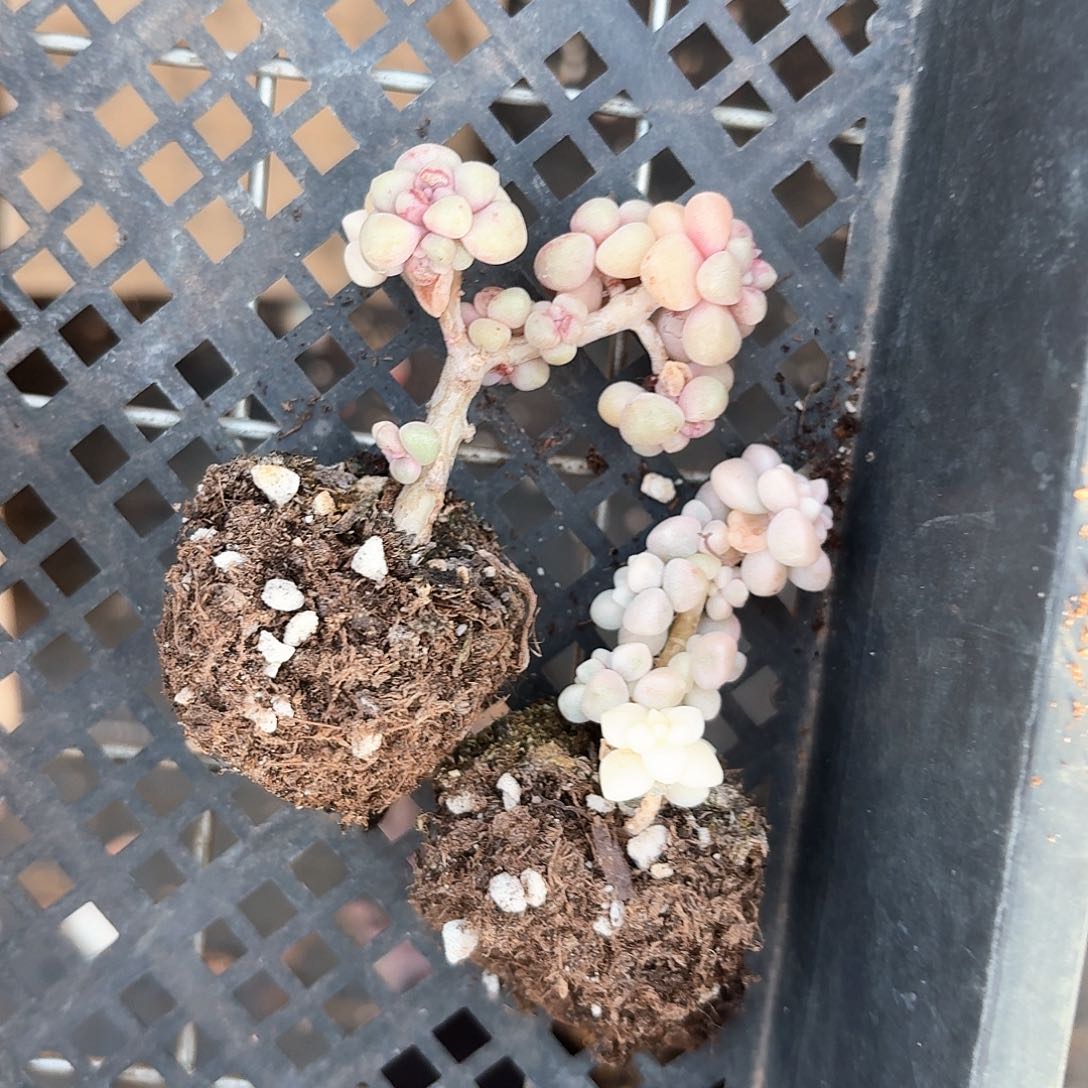 ?****?藕丝专拍丸叶姬秋丽锦