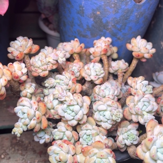 忘*草多肉植物的植物