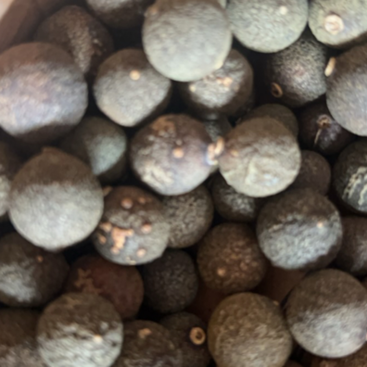 云南高山高海拔小柑胎