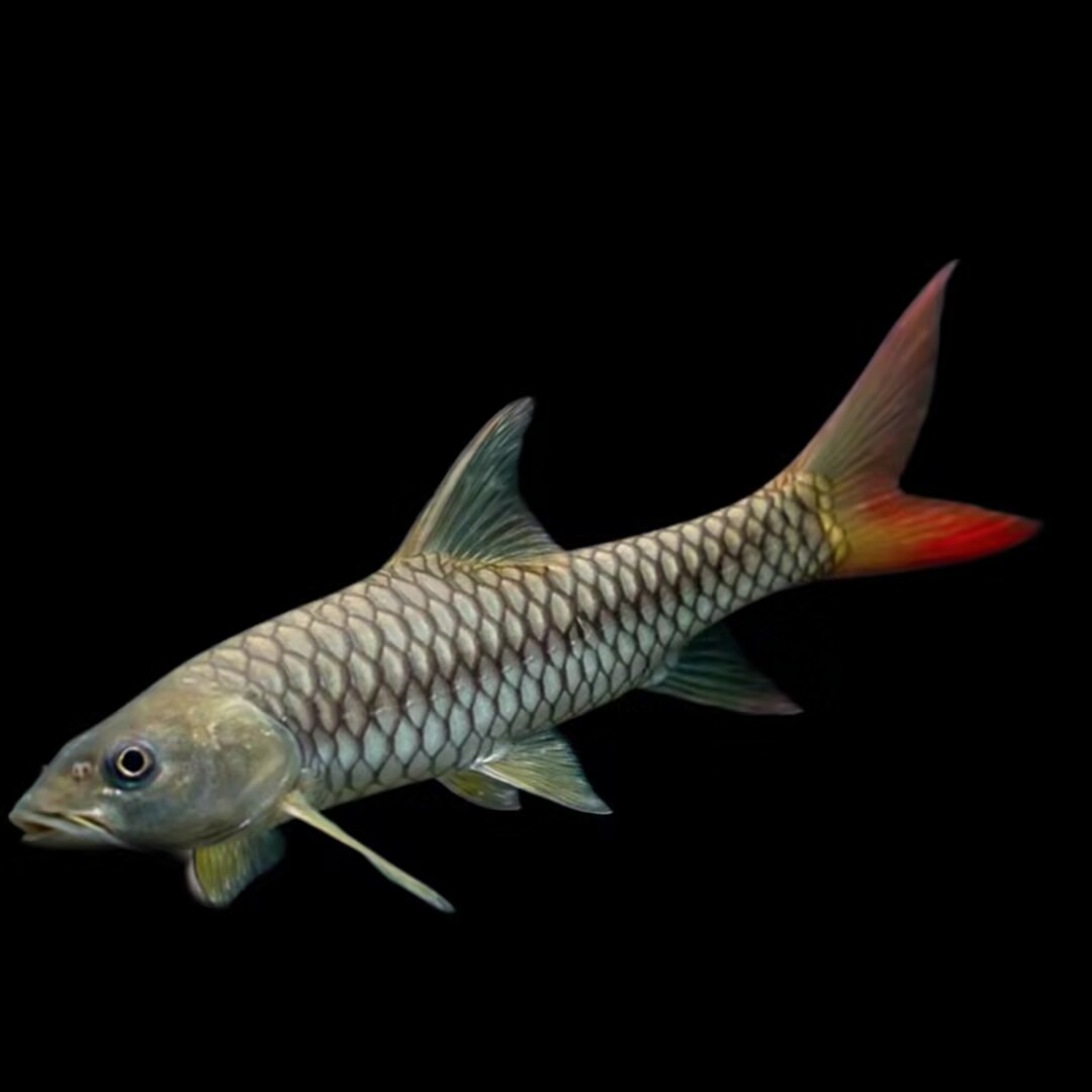 吉罗鱼 印度皇室金吉罗（中国金吉罗一线金）