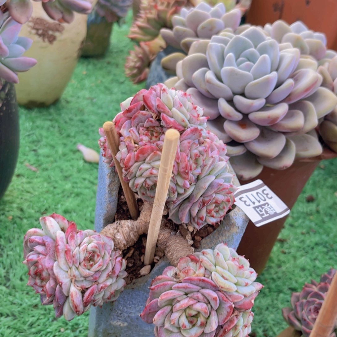 天鹅绒30113多肉植物