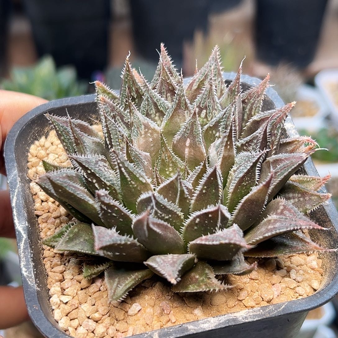 大颗京紫寿硬叶母本7.8cm