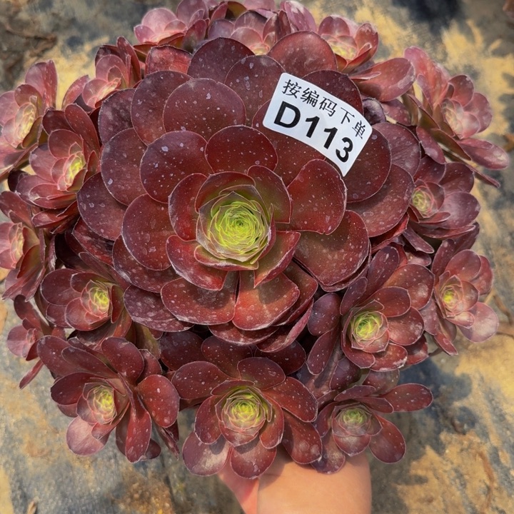 113美金玫瑰多肉植物