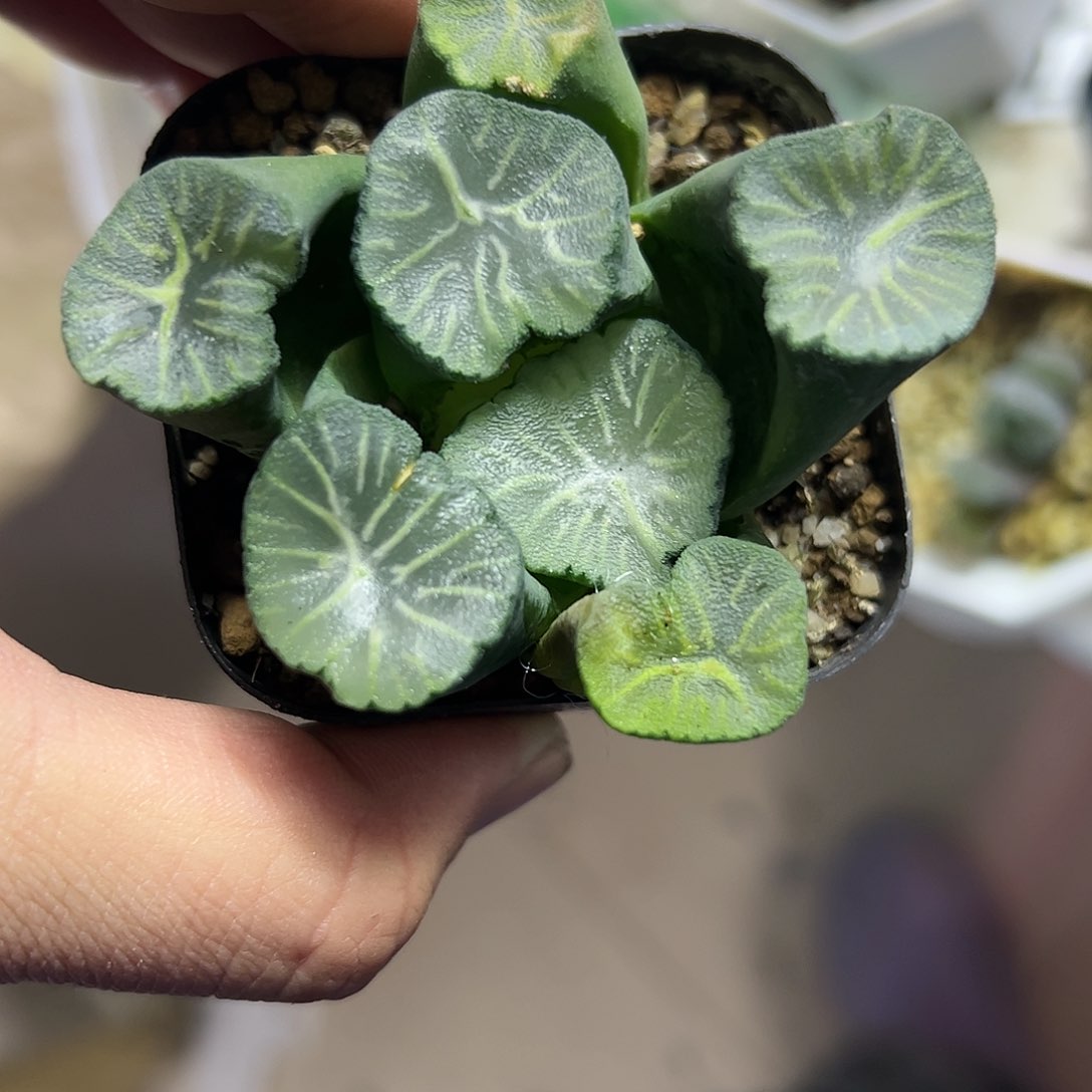 南阿星十二卷多肉植物