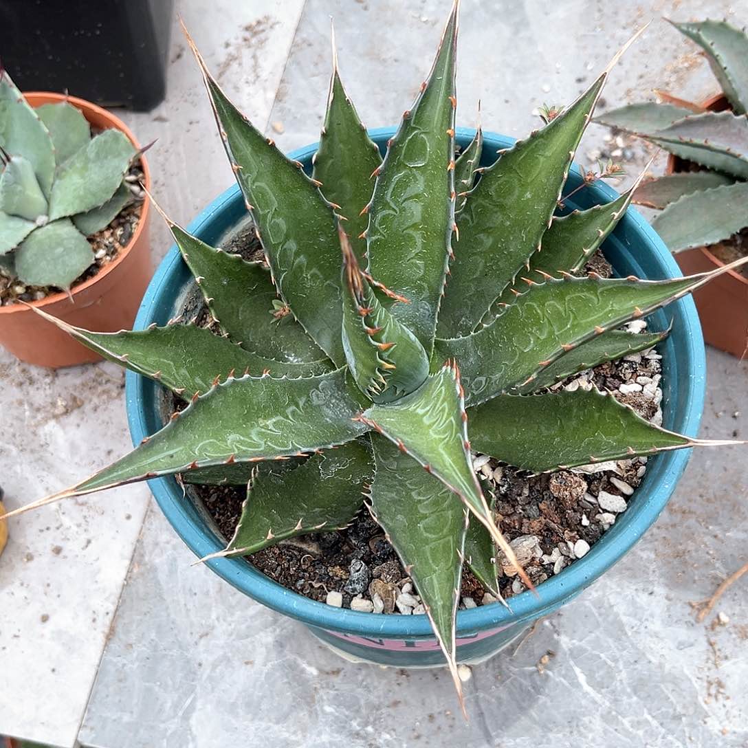 4***R龙舌兰蒙塔娜60