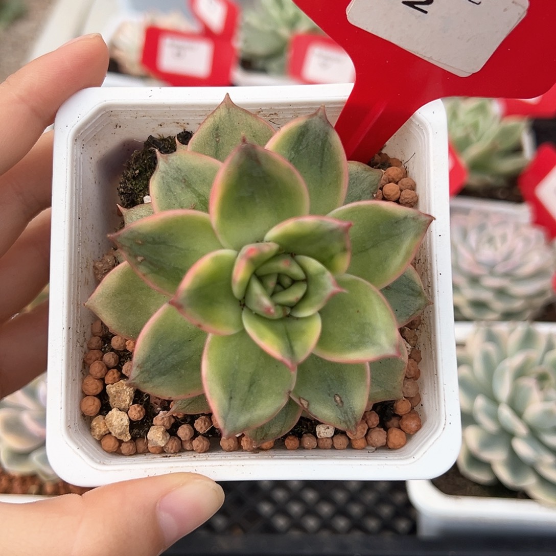 2号雷欧帕德锦多肉植物