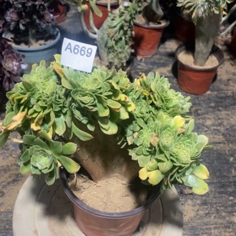 绿杨蓉缀一物一拍