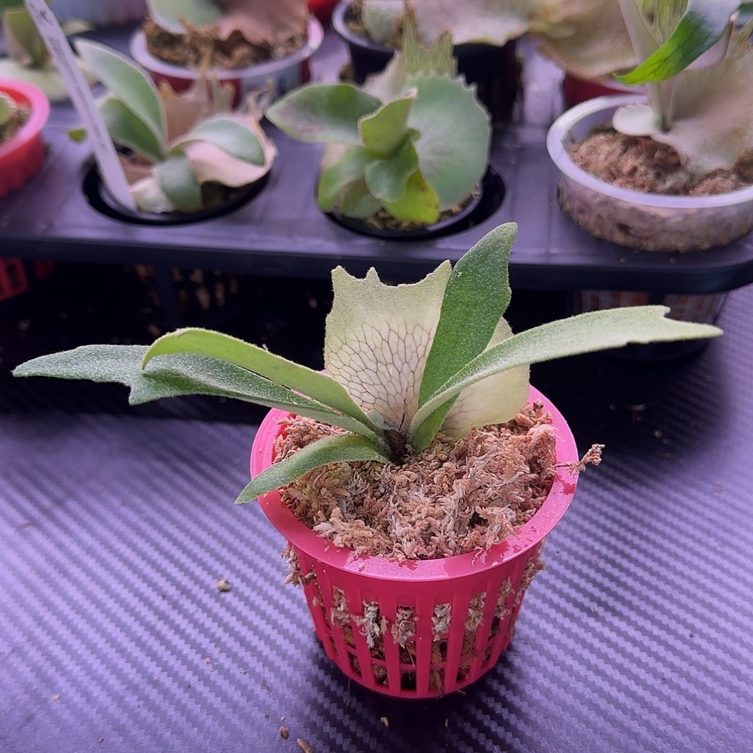 野猴鹿角蕨孢子苗