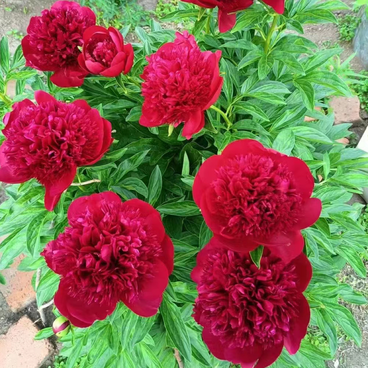 芍药品种（红色魅力2-3芽）带芽发货大花四季花卉耐寒耐热庭院种植