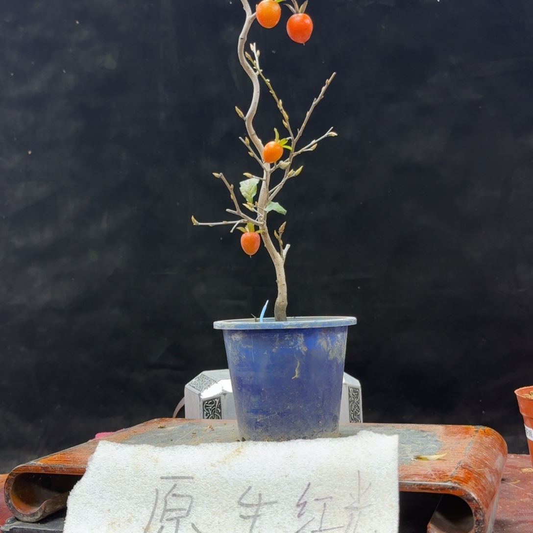 鱼***子无花朵309顺丰到付不包邮