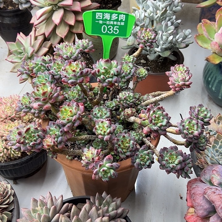 珊***阳苹果多肉植物有035
