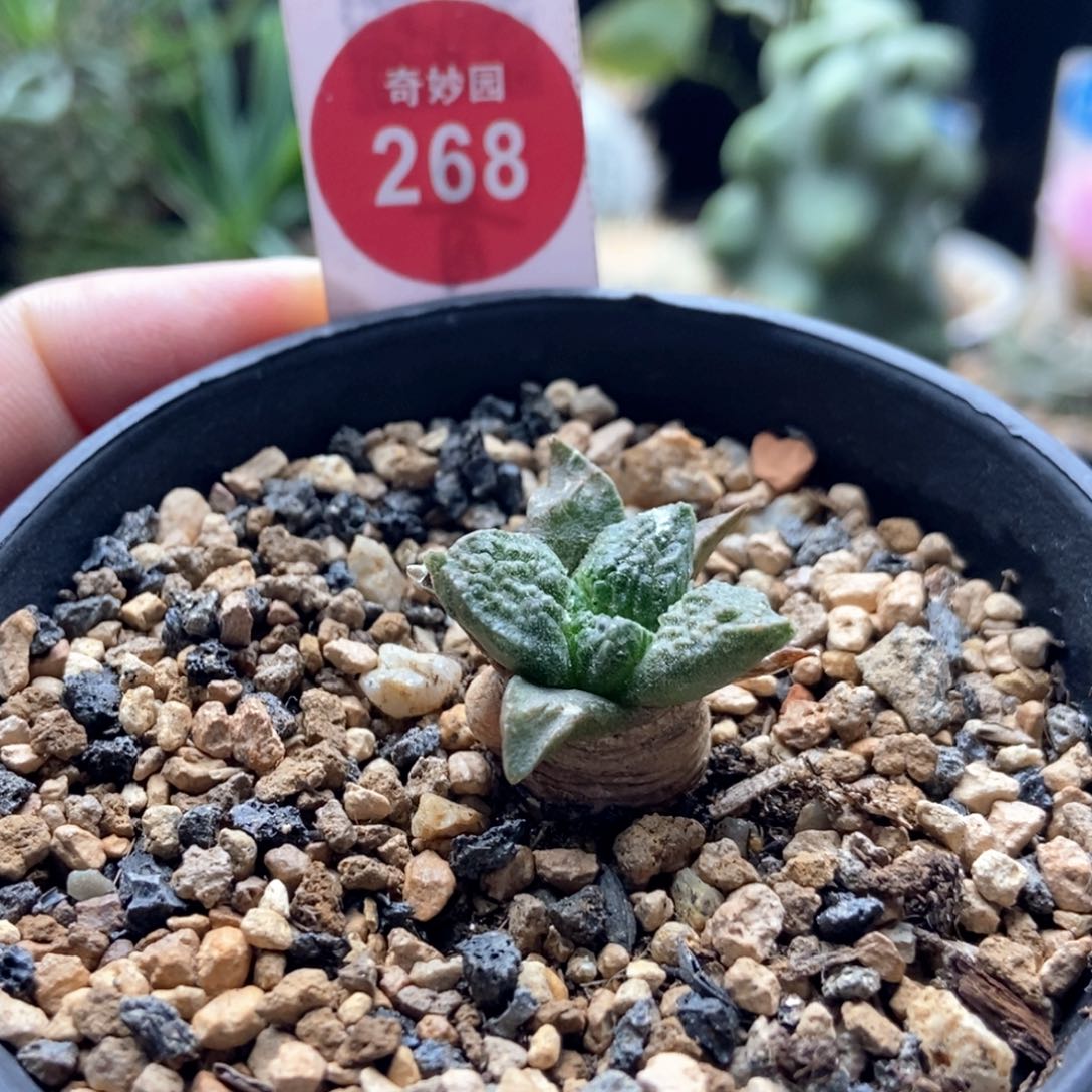 龟甲牡丹实生2.6厘米