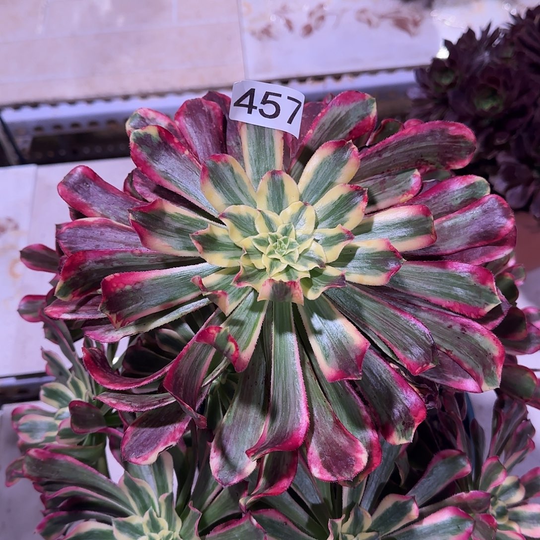 多肉植物法师波斯457