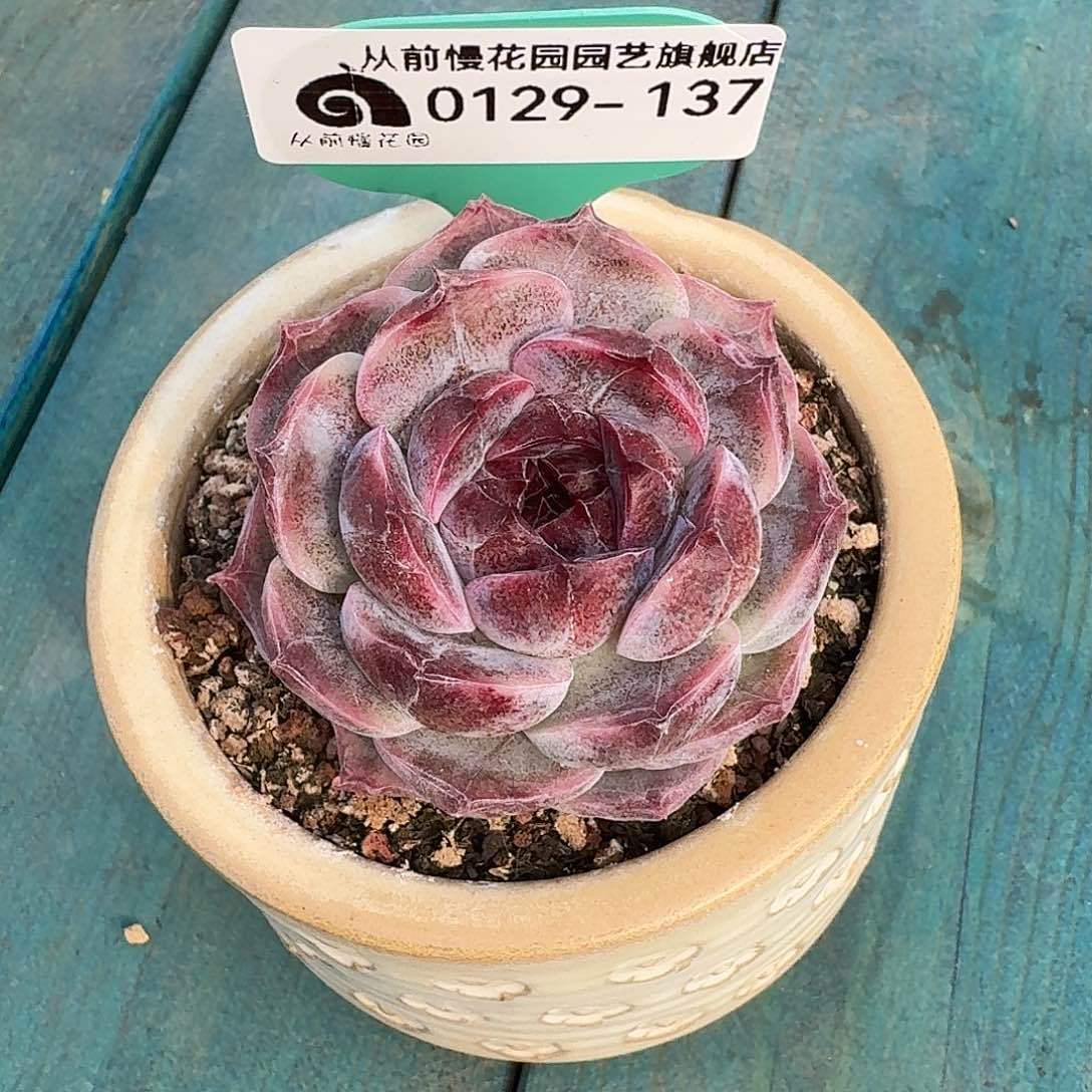 从前慢花园多肉0129-137