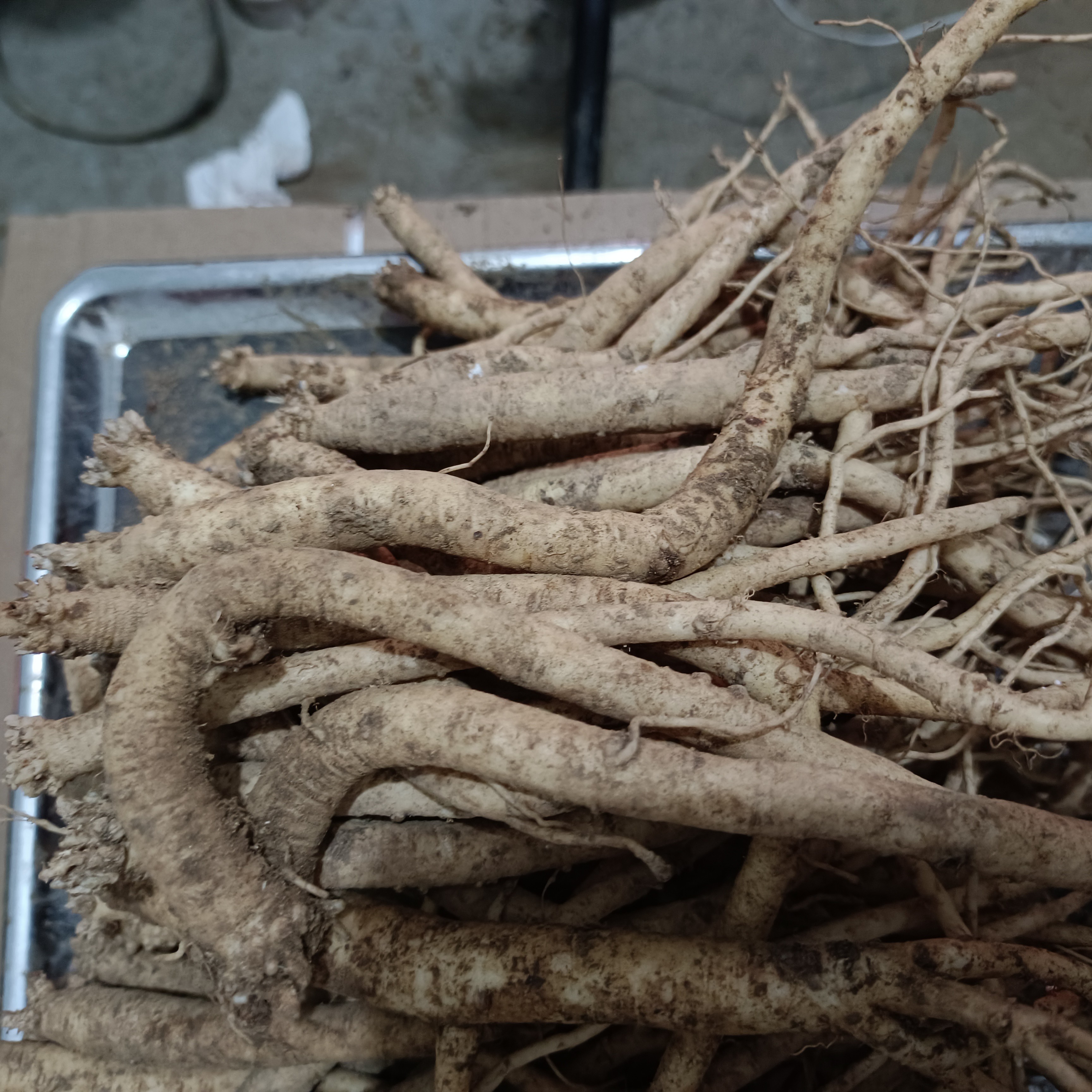 贵州威宁党参特小条