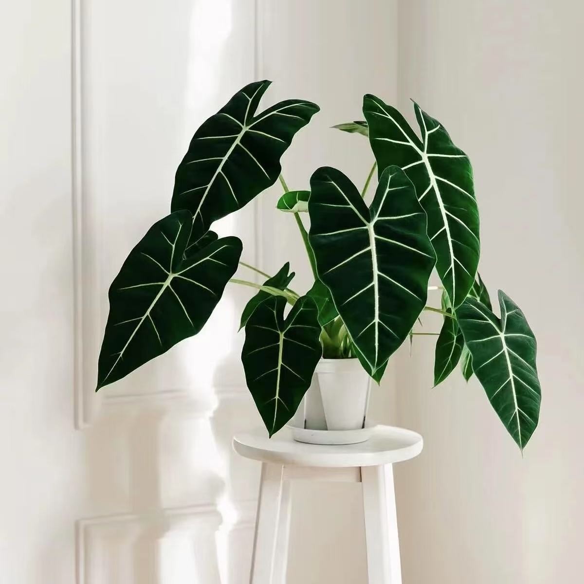 绿天鹅绒锦化绿植室内阳台小众精致好看天南星科网红植物