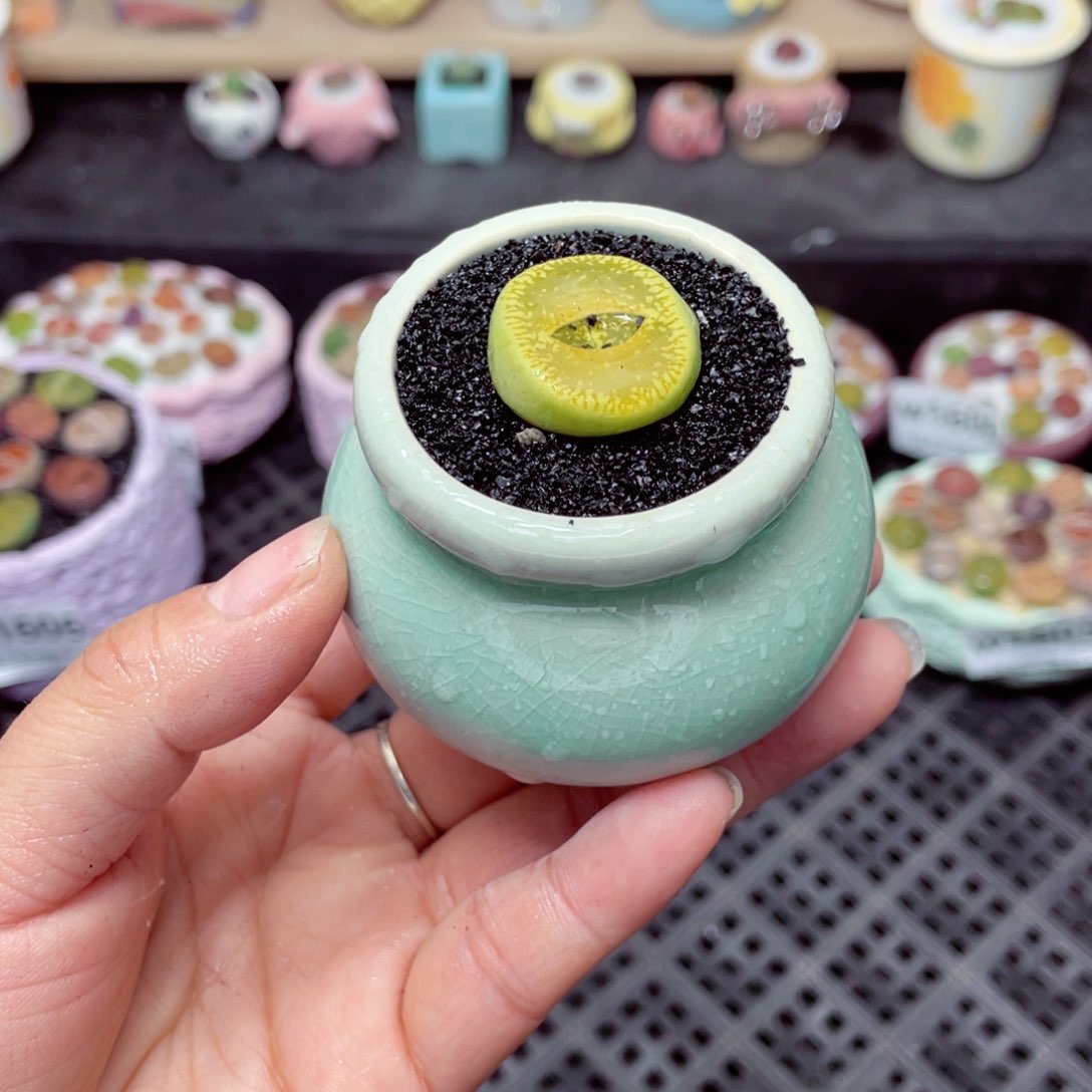 w1607 带盆土发货-零下地区拍保温箱