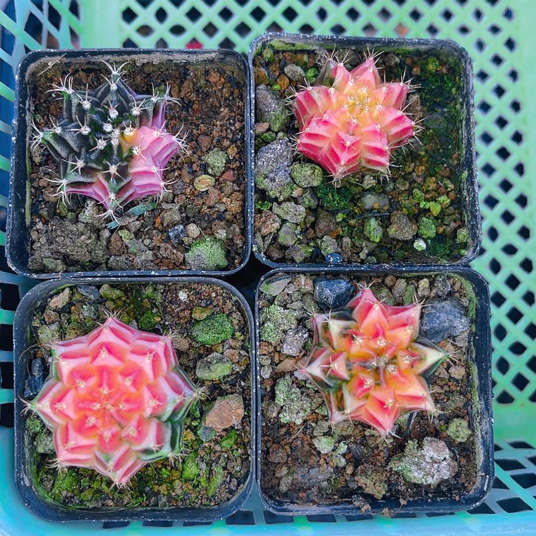 米哈洛维奇 实生拼04