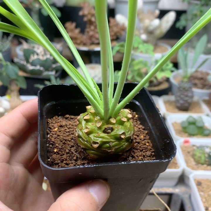 铁甲丸实生带盆福利