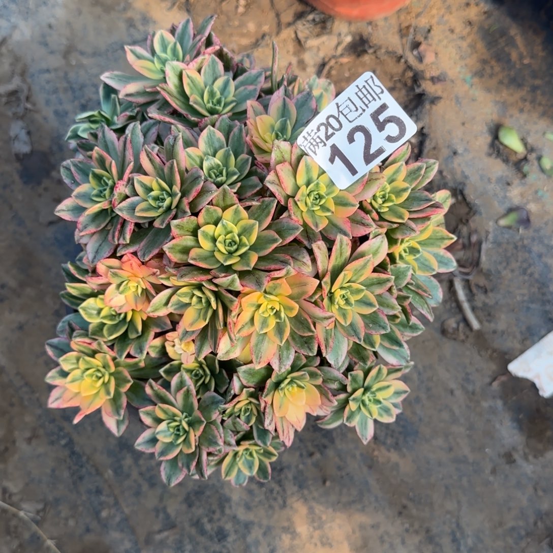 甜茶125满20包邮断枝不包